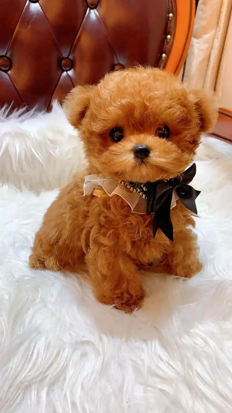 汪星人第一口烘焙粮选哪个？比瑞吉M80烘焙狗粮，更新鲜，更营养！